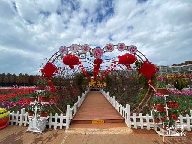 撈漁河公園百萬株郁金香陸續(xù)綻放 (2).jpg