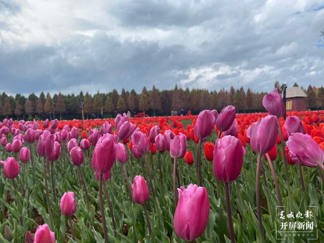 撈漁河公園百萬株郁金香陸續(xù)綻放 (7).jpg