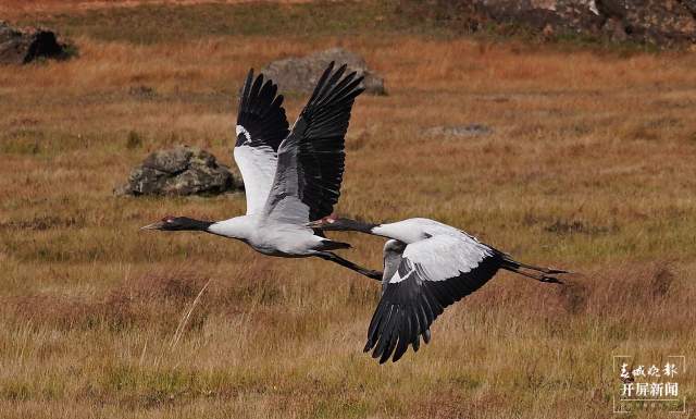 昆明濕地面積62452.53公頃 (8).jpg