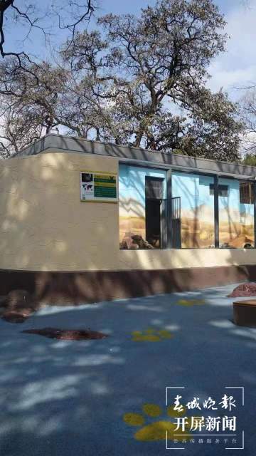 彩繪、假山、沙池……昆明動物園萌寵搬進漂亮舒適“新家” 孫琴霞 通訊員 黃蕊 攝