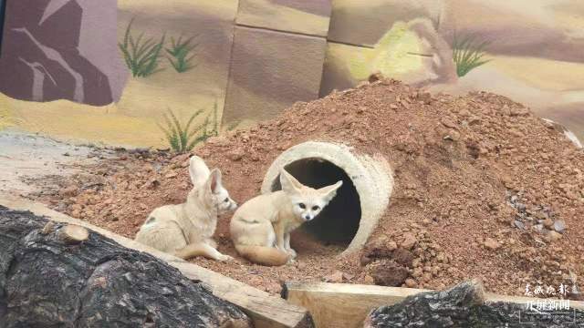 彩繪、假山、沙池……昆明動物園萌寵搬進漂亮舒適“新家” 孫琴霞 通訊員 黃蕊 攝