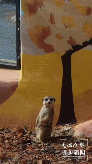 彩繪、假山、沙池……昆明動物園萌寵搬進漂亮舒適“新家” 孫琴霞 通訊員 黃蕊 攝