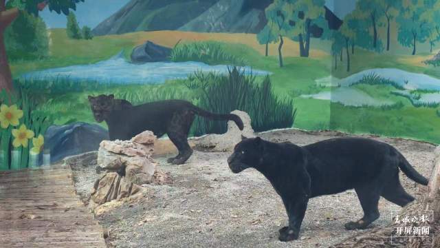 彩繪、假山、沙池……昆明動物園萌寵搬進漂亮舒適“新家” 孫琴霞 通訊員 黃蕊 攝