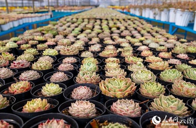 LOCAL202201280906000589607666893 LOCAL202201280906000589607666893