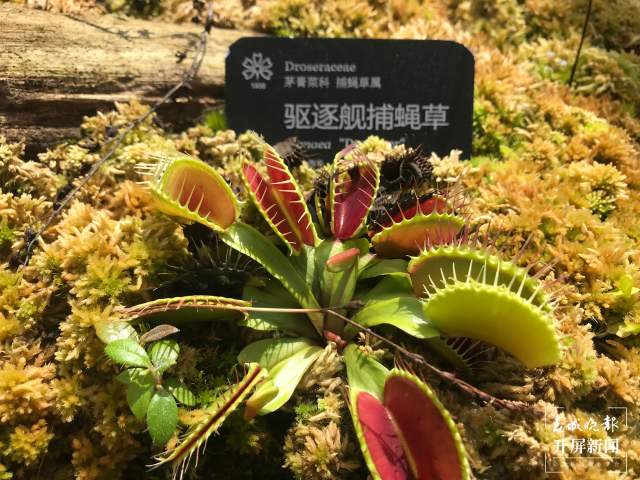 春節(jié)期間，昆明植物園照常開放，扶荔宮初三起可參觀（楊質(zhì)高及通訊員攝）