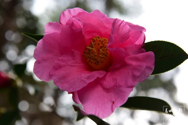 春節(jié)期間，昆明植物園照常開放，扶荔宮初三起可參觀（楊質(zhì)高及通訊員攝）