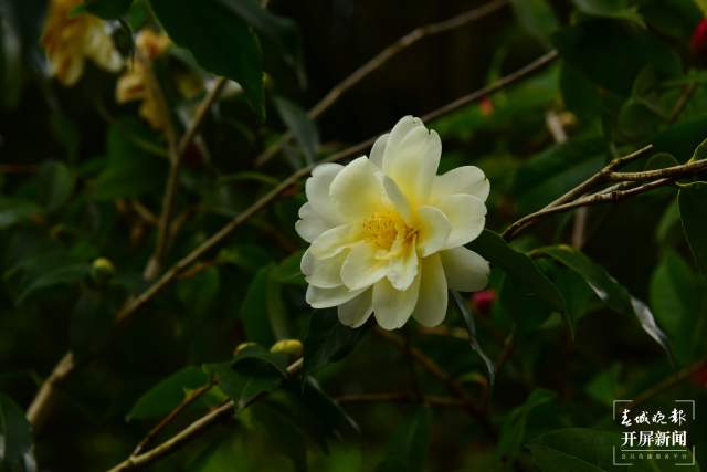 春節(jié)期間，昆明植物園照常開放，扶荔宮初三起可參觀（楊質(zhì)高及通訊員攝）