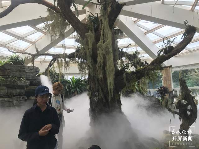 春節(jié)期間，昆明植物園照常開放，扶荔宮初三起可參觀（楊質(zhì)高及通訊員攝）