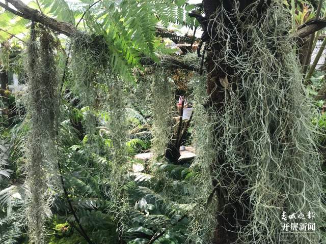 春節(jié)期間，昆明植物園照常開放，扶荔宮初三起可參觀（楊質(zhì)高及通訊員攝）