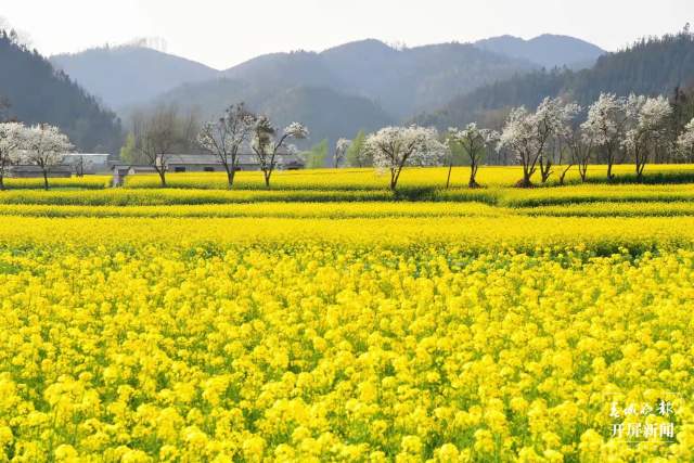羅平油菜花陸續(xù)開了 (8).jpg