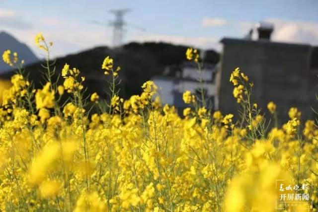 羅平油菜花陸續(xù)開了 (4).jpg