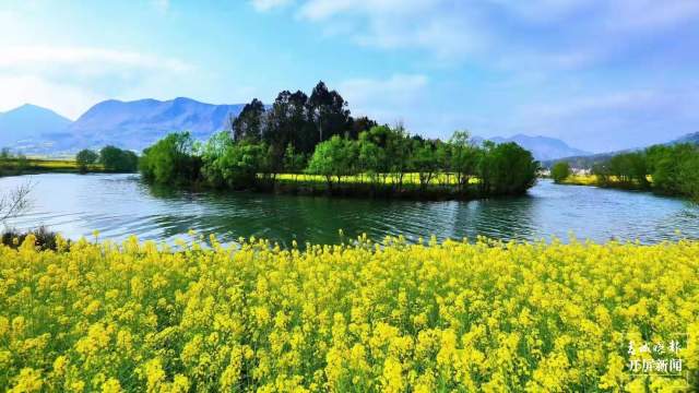 羅平油菜花陸續(xù)開了 (9).jpg