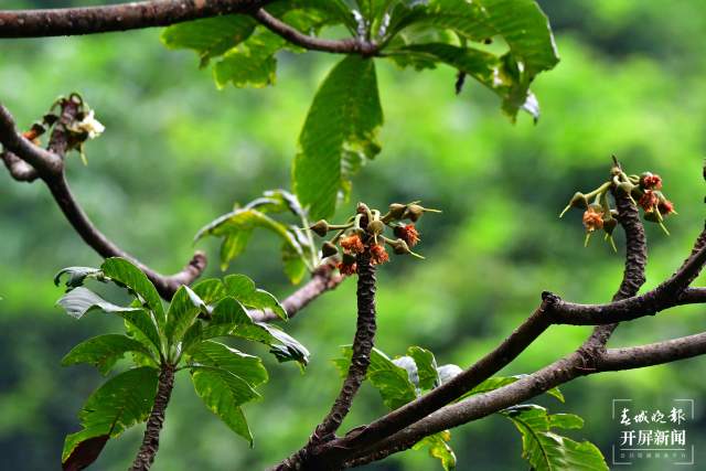 國家一級(jí)保護(hù)植物滇藏欖 龔強(qiáng)幫攝影.jpg