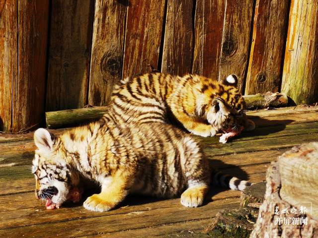 云南野生動(dòng)物園給小老虎加餐過(guò)大年(開(kāi)屏新聞?dòng)浾?周柯妤 攝)