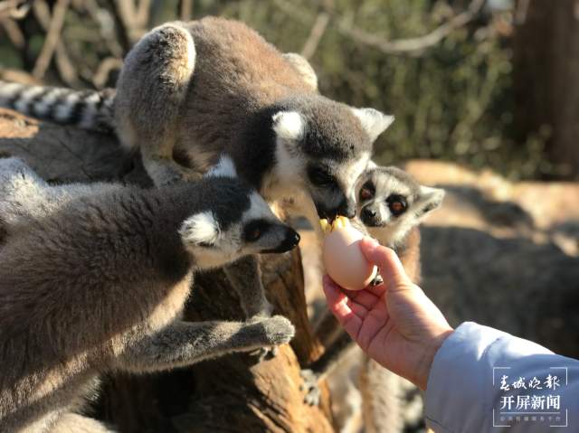 云南野生動(dòng)物園給小老虎加餐過(guò)大年(開(kāi)屏新聞?dòng)浾?周柯妤 攝)