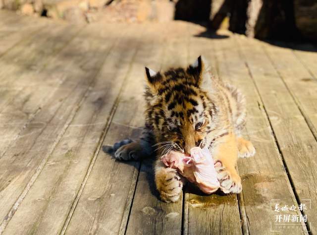 云南野生動(dòng)物園給小老虎加餐過(guò)大年(開(kāi)屏新聞?dòng)浾?周柯妤 攝)