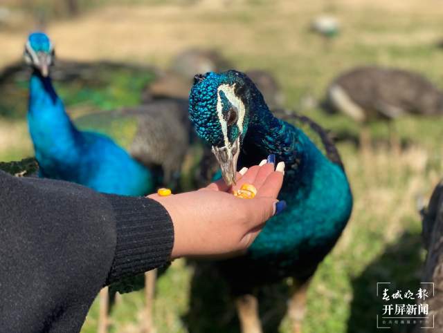 云南野生動(dòng)物園給小老虎加餐過(guò)大年(開(kāi)屏新聞?dòng)浾?周柯妤 攝)