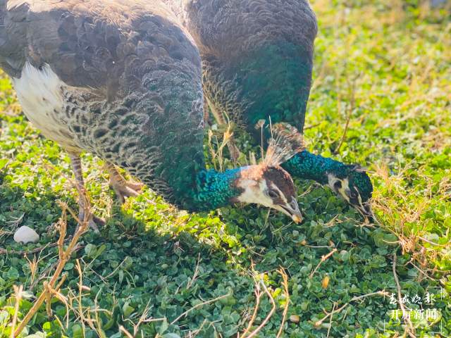 云南野生動(dòng)物園給小老虎加餐過(guò)大年(開(kāi)屏新聞?dòng)浾?周柯妤 攝)