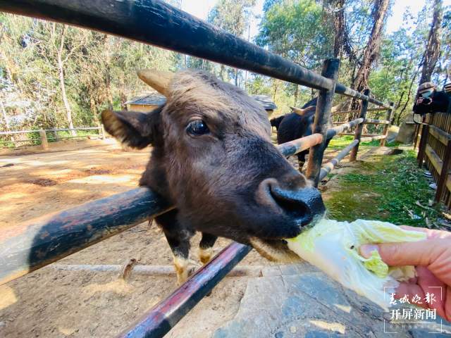 云南野生動(dòng)物園給小老虎加餐過(guò)大年(開(kāi)屏新聞?dòng)浾?周柯妤 攝)