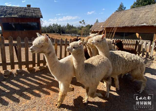 云南野生動(dòng)物園給小老虎加餐過(guò)大年(開(kāi)屏新聞?dòng)浾?周柯妤 攝)