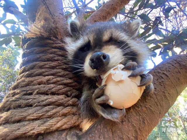 云南野生動(dòng)物園給小老虎加餐過(guò)大年(開(kāi)屏新聞?dòng)浾?周柯妤 攝)