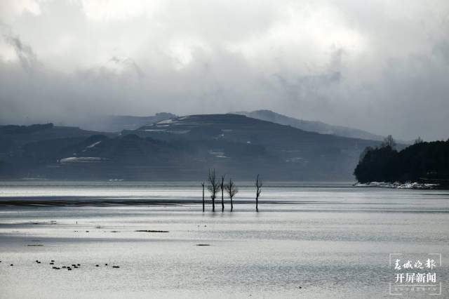曲靖會澤黑頸鶴(開屏新聞記者 蔣瓊波 通訊員 袁嶸 代紅煬 攝)