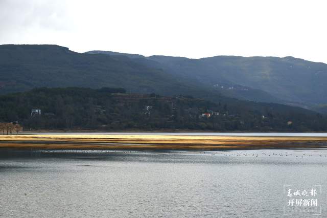 曲靖會澤黑頸鶴(開屏新聞記者 蔣瓊波 通訊員 袁嶸 代紅煬 攝)