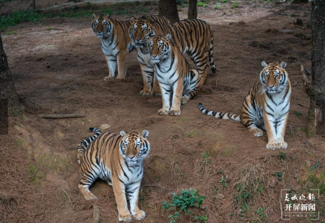 春節(jié)期間云南野生動(dòng)物園獅虎山莊迎數(shù)萬游客 云南野生動(dòng)物園 供圖