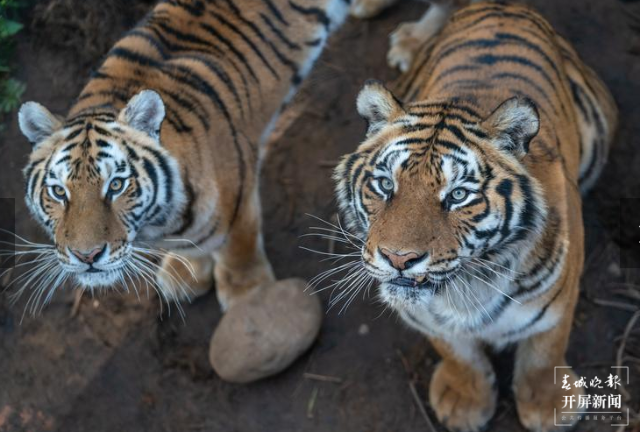春節(jié)期間云南野生動(dòng)物園獅虎山莊迎數(shù)萬游客 云南野生動(dòng)物園 供圖