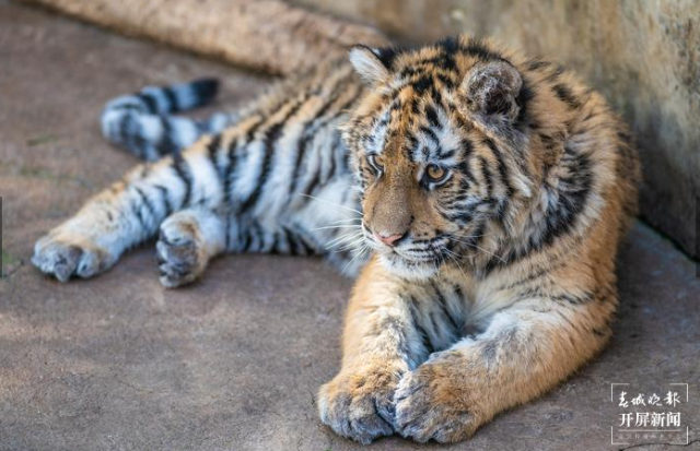 春節(jié)期間云南野生動(dòng)物園獅虎山莊迎數(shù)萬游客 云南野生動(dòng)物園 供圖