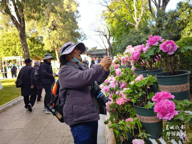春節(jié)期間，14.22萬游客到大觀公園賞牡丹（開屏新聞?dòng)浾?左學(xué)佳攝）