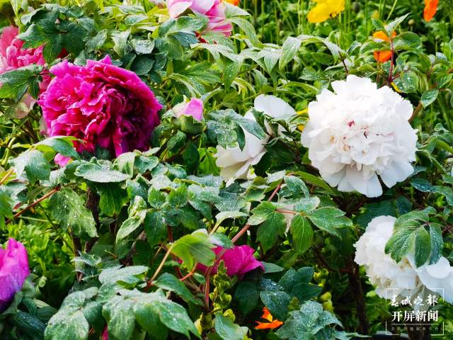 春節(jié)期間，14.22萬游客到大觀公園賞牡丹（開屏新聞?dòng)浾?左學(xué)佳攝）