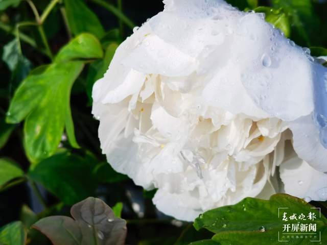 春節(jié)期間，14.22萬游客到大觀公園賞牡丹（開屏新聞?dòng)浾?左學(xué)佳攝）