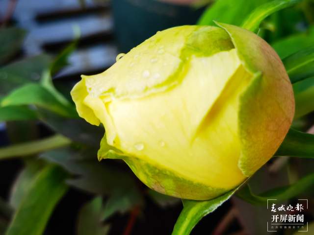 春節(jié)期間，14.22萬游客到大觀公園賞牡丹（開屏新聞?dòng)浾?左學(xué)佳攝）