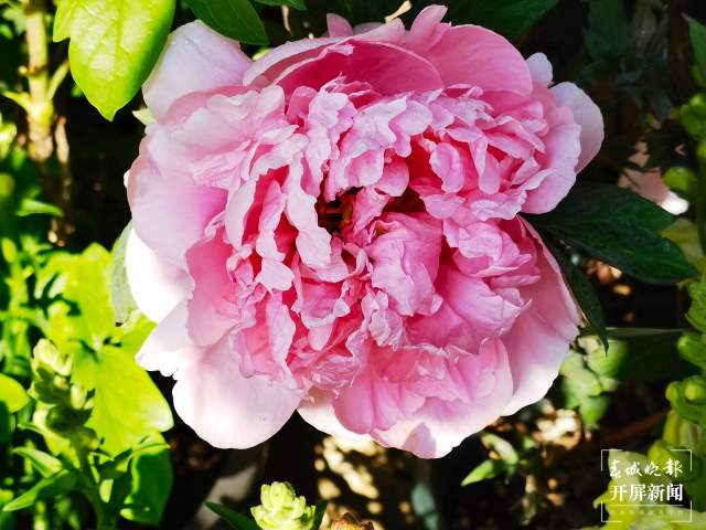 春節(jié)期間，14.22萬游客到大觀公園賞牡丹（開屏新聞?dòng)浾?左學(xué)佳攝）