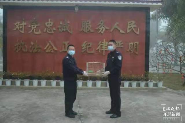 瑞麗邊檢站成功救助灰林鸮幼鳥