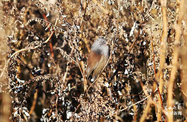 暗色鴉雀：全球瀕危鳥類，云南唯一分布！ 申時勛 通訊員 吳太平 攝