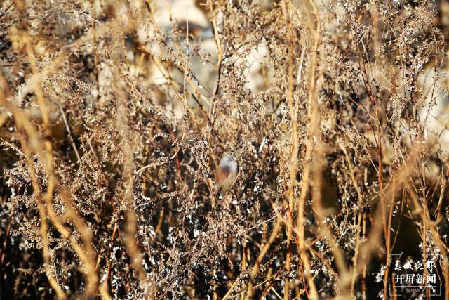 暗色鴉雀：全球瀕危鳥類，云南唯一分布！ 申時勛 通訊員 吳太平 攝