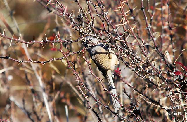暗色鴉雀：全球瀕危鳥類，云南唯一分布！ 申時勛 通訊員 吳太平 攝