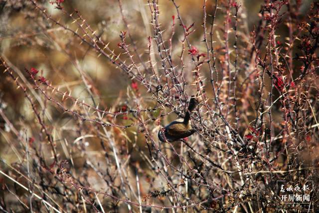 暗色鴉雀：全球瀕危鳥類，云南唯一分布！ 申時勛 通訊員 吳太平 攝