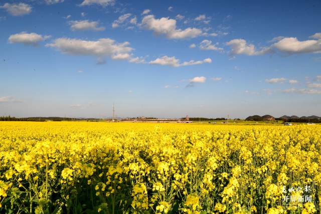 開了！云南羅平百萬畝超美油菜花開醉游人（蔣瓊波 通訊員 毛虹 攝）