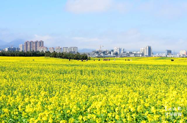 開了！云南羅平百萬畝超美油菜花開醉游人（蔣瓊波 通訊員 毛虹 攝）