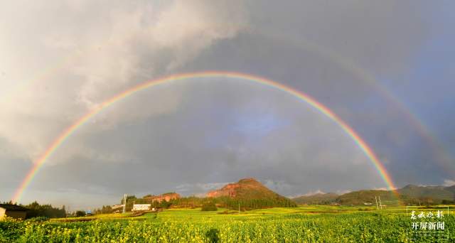 開了！云南羅平百萬畝超美油菜花開醉游人（蔣瓊波 通訊員 毛虹 攝）