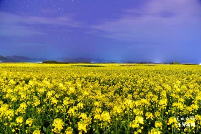 開了！云南羅平百萬畝超美油菜花開醉游人（蔣瓊波 通訊員 毛虹 攝）