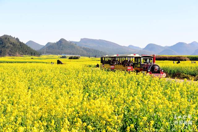開了！云南羅平百萬畝超美油菜花開醉游人（蔣瓊波 通訊員 毛虹 攝）