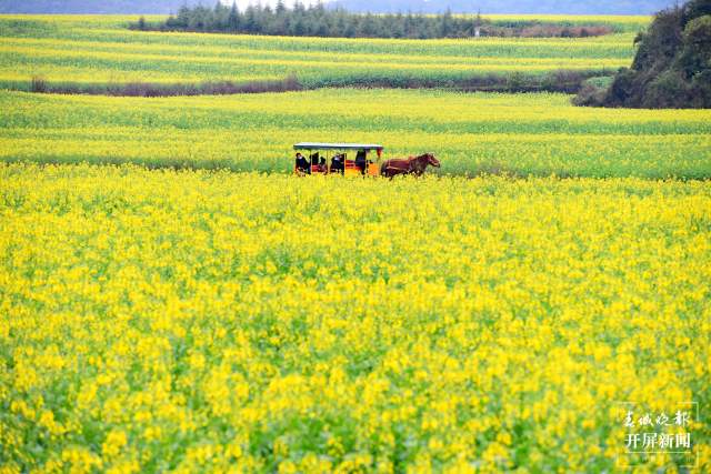 開了！云南羅平百萬畝超美油菜花開醉游人（蔣瓊波 通訊員 毛虹 攝）