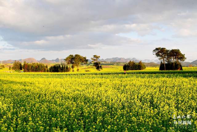 開了！云南羅平百萬畝超美油菜花開醉游人（蔣瓊波 通訊員 毛虹 攝）