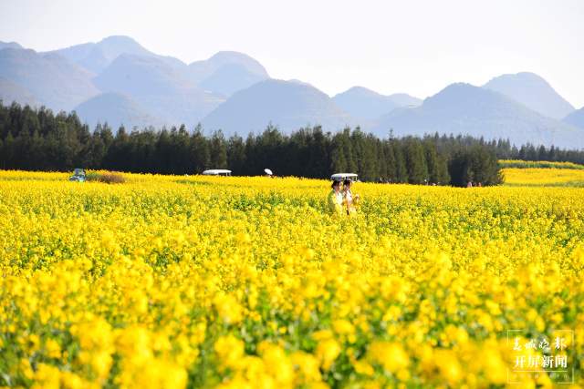 開了！云南羅平百萬畝超美油菜花開醉游人（蔣瓊波 通訊員 毛虹 攝）