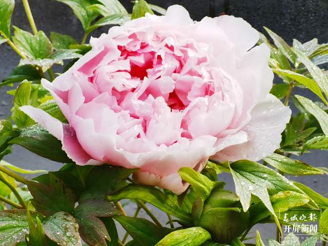 昆明市大觀公園5000余株牡丹花春節(jié)迎客(左學(xué)佳 攝)