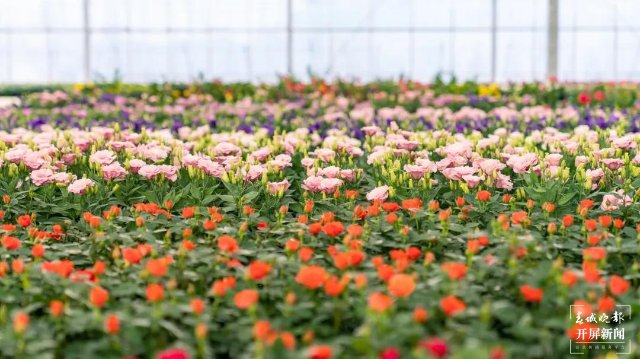 昆明晉寧：五年嬗變新畫卷